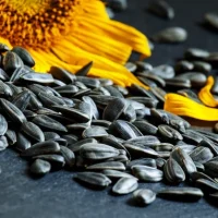 Plain Sunflower Seeds (Squirrel) 100 gr